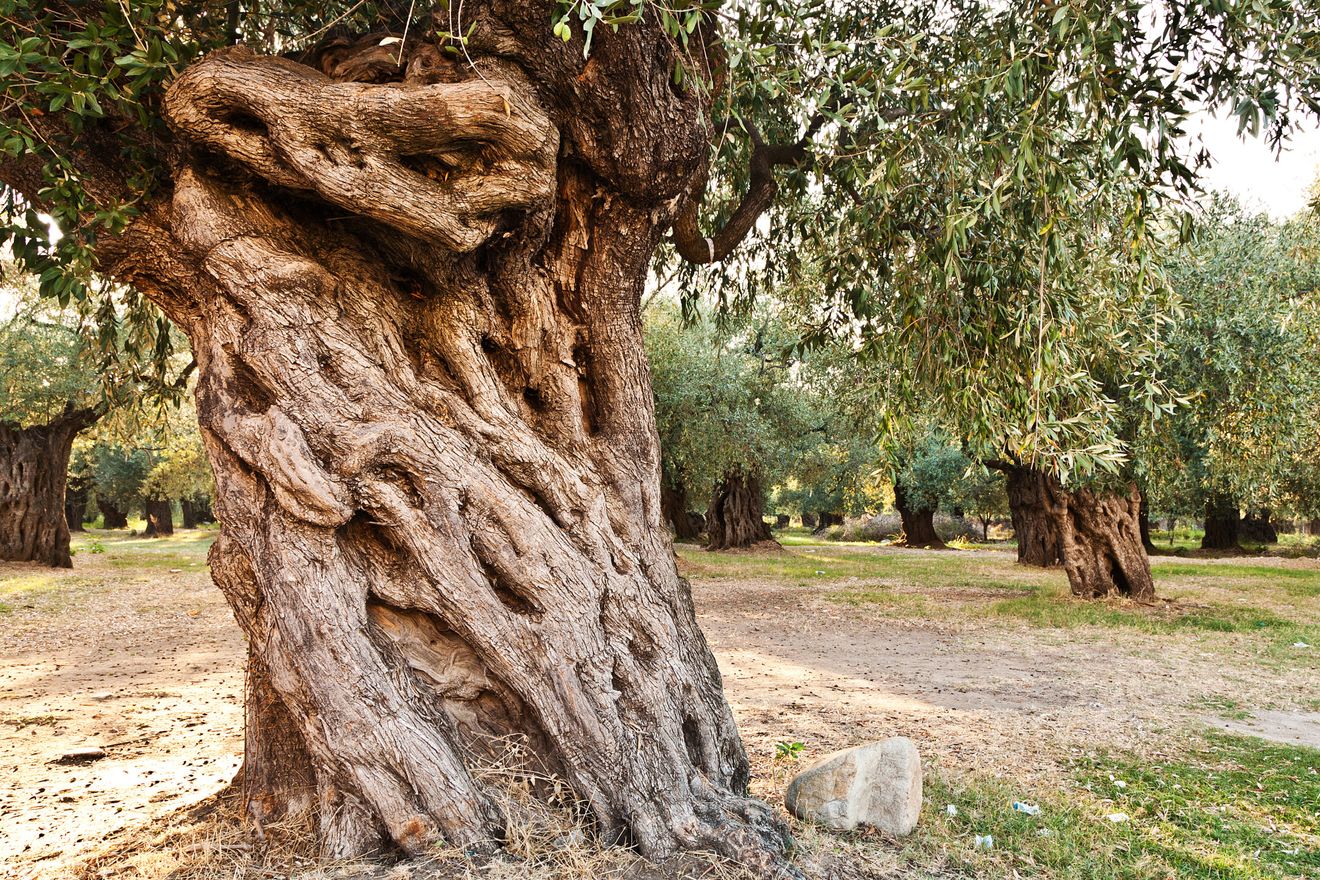 Olive Grove of Makri
